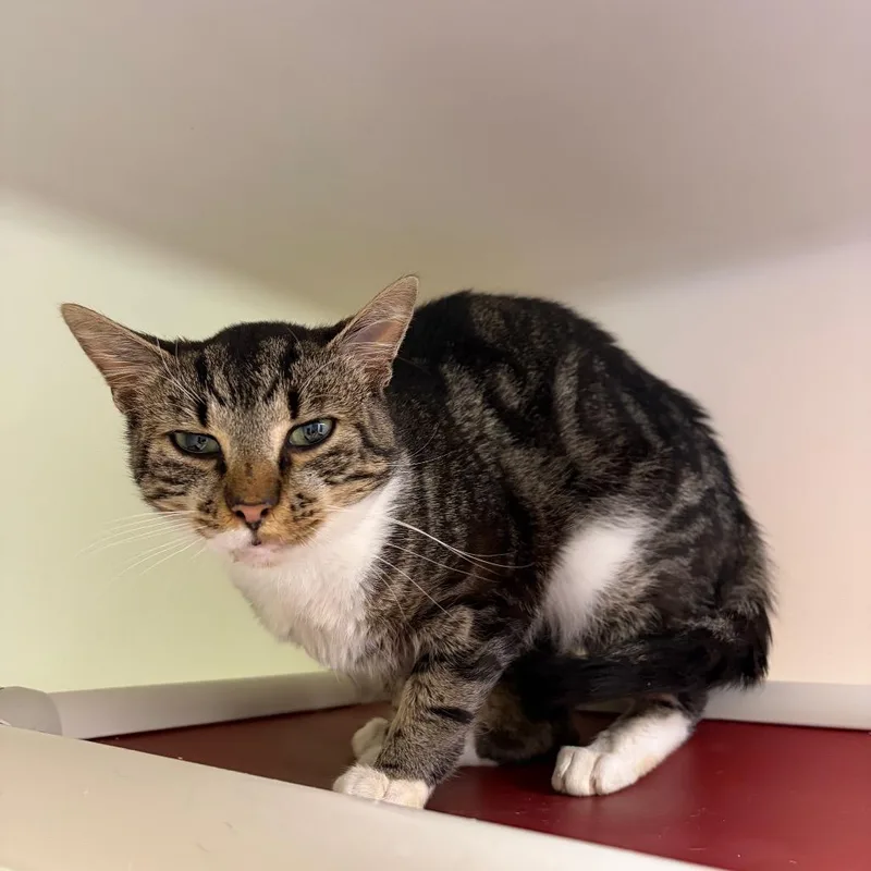 An adult medium-sized male Brown / Chocolate Domestic Short Hair cat named Sheen for adoption in Harrisonburg, VA