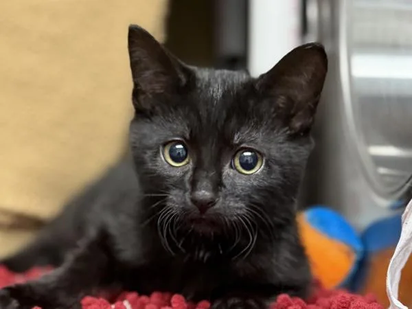A baby small-sized female Domestic Short Hair cat named Robin for adoption in Portland, OR