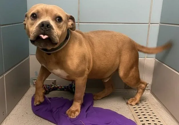 An adult large-sized male Staffordshire Bull Terrier dog named Bodhi for adoption in Houston, TX