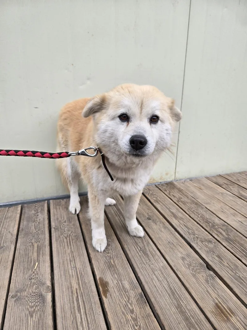 An adult medium-sized female Terrier dog named Kona for adoption in Duluth, GA