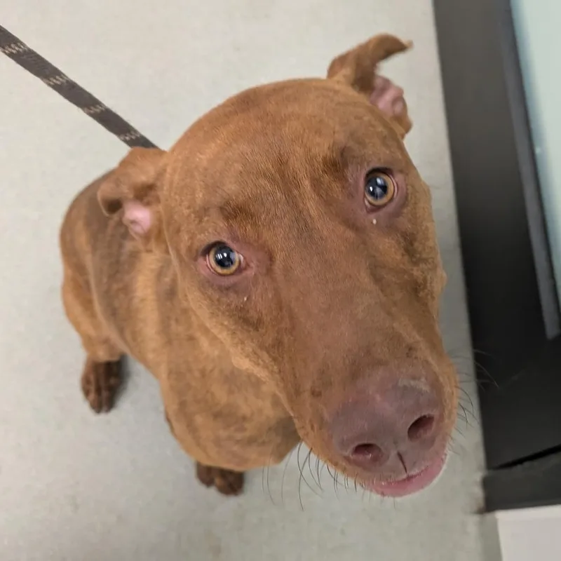 An adult medium-sized female Brindle Mixed Breed dog named Bellona for adoption in Abilene, TX