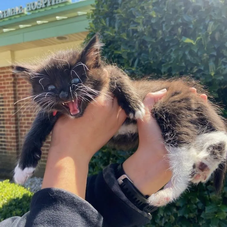A baby medium-sized male Black & White / Tuxedo Domestic Short Hair cat named Fennel for adoption in Fairfax Station, VA