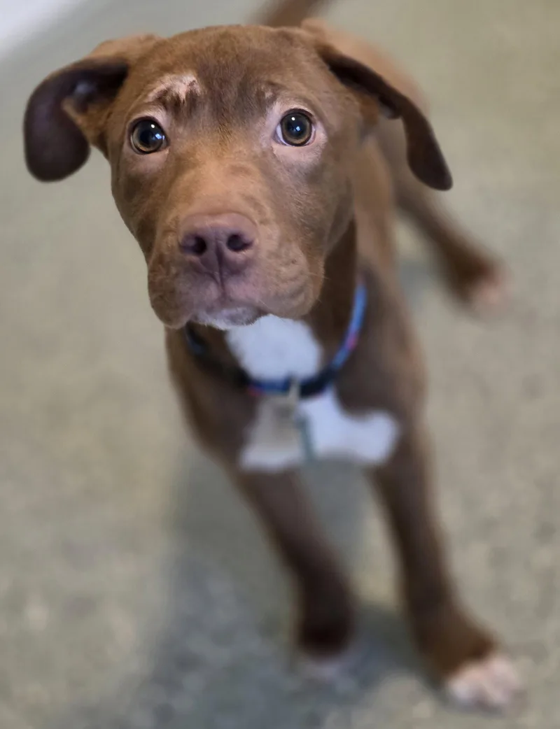 A baby large-sized female Pit Bull Terrier dog named Thelma for adoption in Oxford, MI