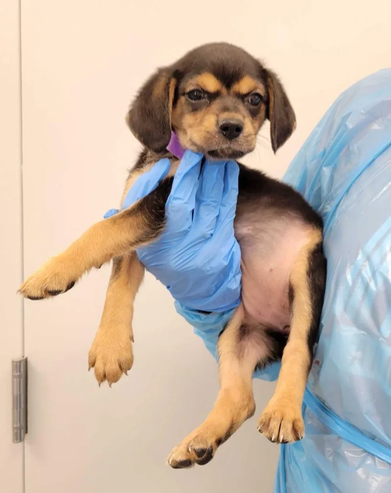 A baby medium-sized female Chihuahua dog named Snow White for adoption in Chillicothe, OH