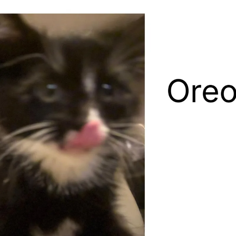 A baby small-sized male Black Domestic Short Hair cat named Oreo for adoption in Layton, UT