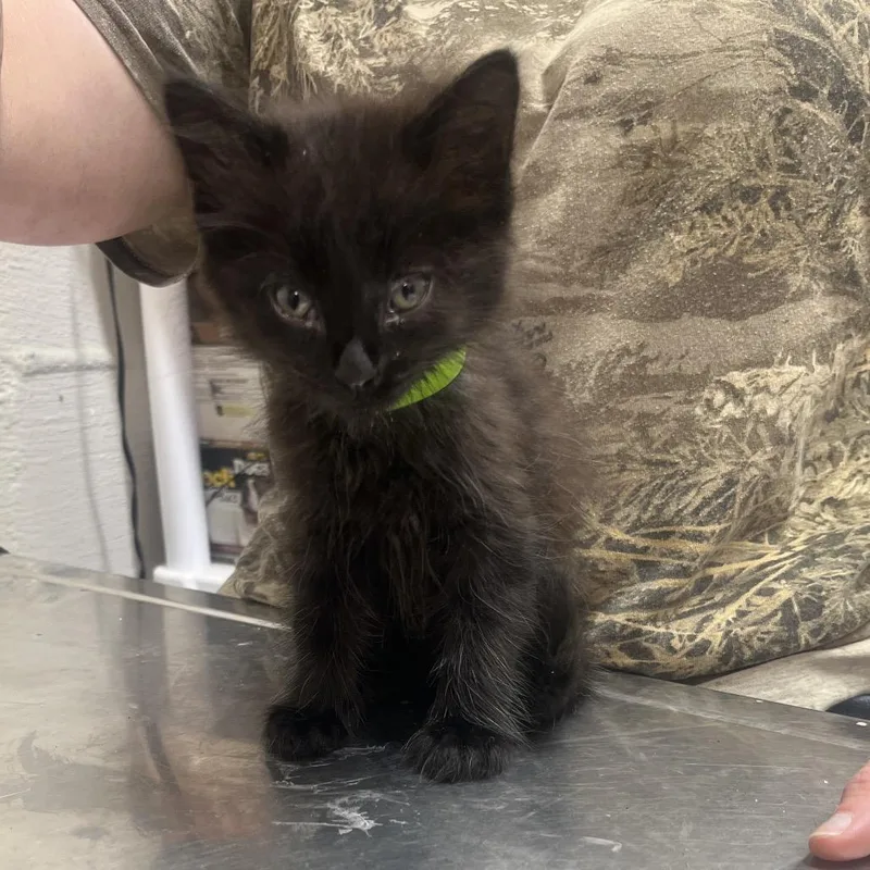 A baby small-sized male Black Domestic Long Hair cat named Woody for adoption in Clanton, AL