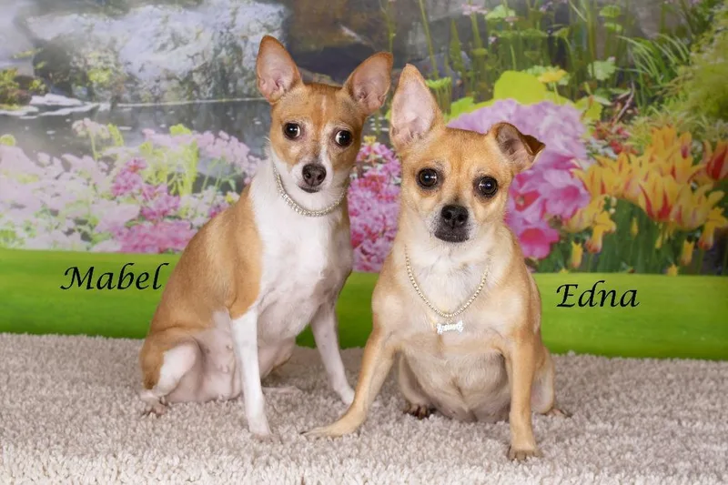 An adult small-sized female Chihuahua dog named Edna for adoption in Gilbert, AZ