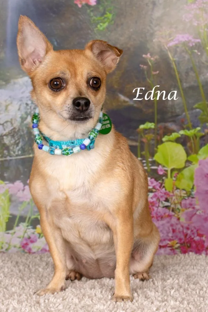Edna thumbnail 2