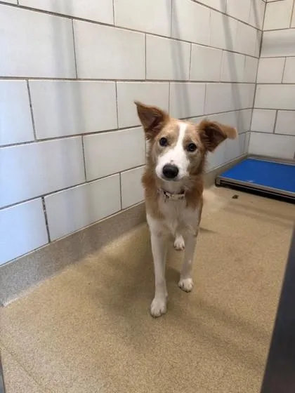 An adult medium-sized female Border Collie dog named Stevie for adoption in North Richland Hills, TX