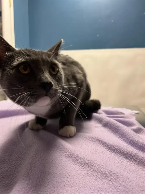 A young small-sized male Domestic Short Hair cat named Boots A for adoption in San Andreas, CA