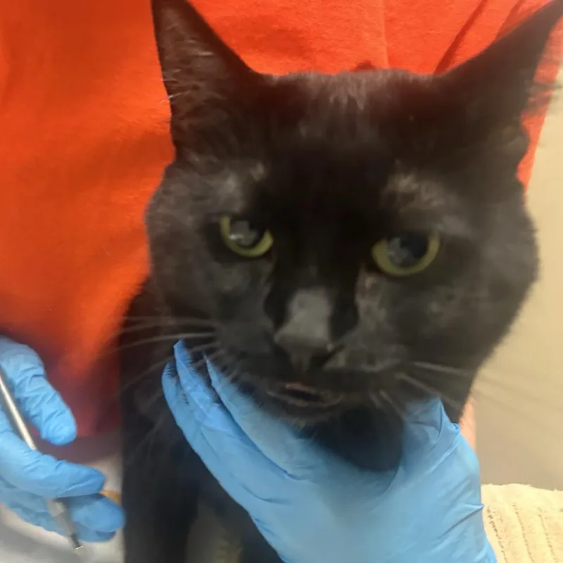 A senior large-sized female Black Domestic Short Hair cat named Starry for adoption in Tacoma, WA