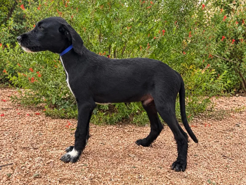 A young medium-sized male Labrador Retriever dog named Ryder for adoption in Helotes, TX