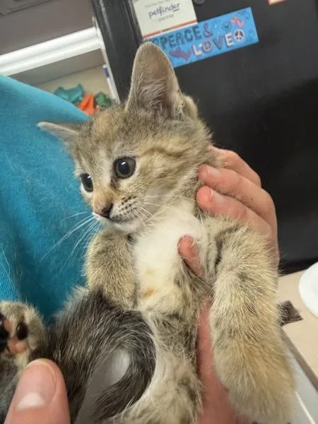 A baby small-sized female Domestic Short Hair cat named Monsoon for adoption in Salisbury, MD