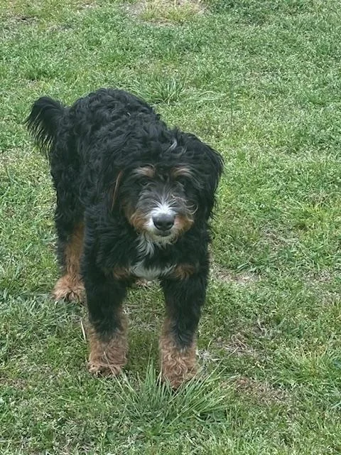 A young medium-sized male Tricolor (Brown, Black, & White) Bernadoodle dog named Skeeter for adoption in Port Elizabeth, NJ