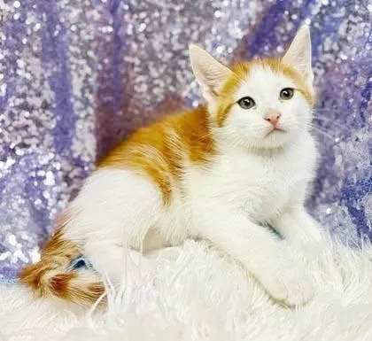 A baby small-sized male Orange / Red Turkish Van cat named Cacao cannot be any for adoption in Bedford Hills, NY