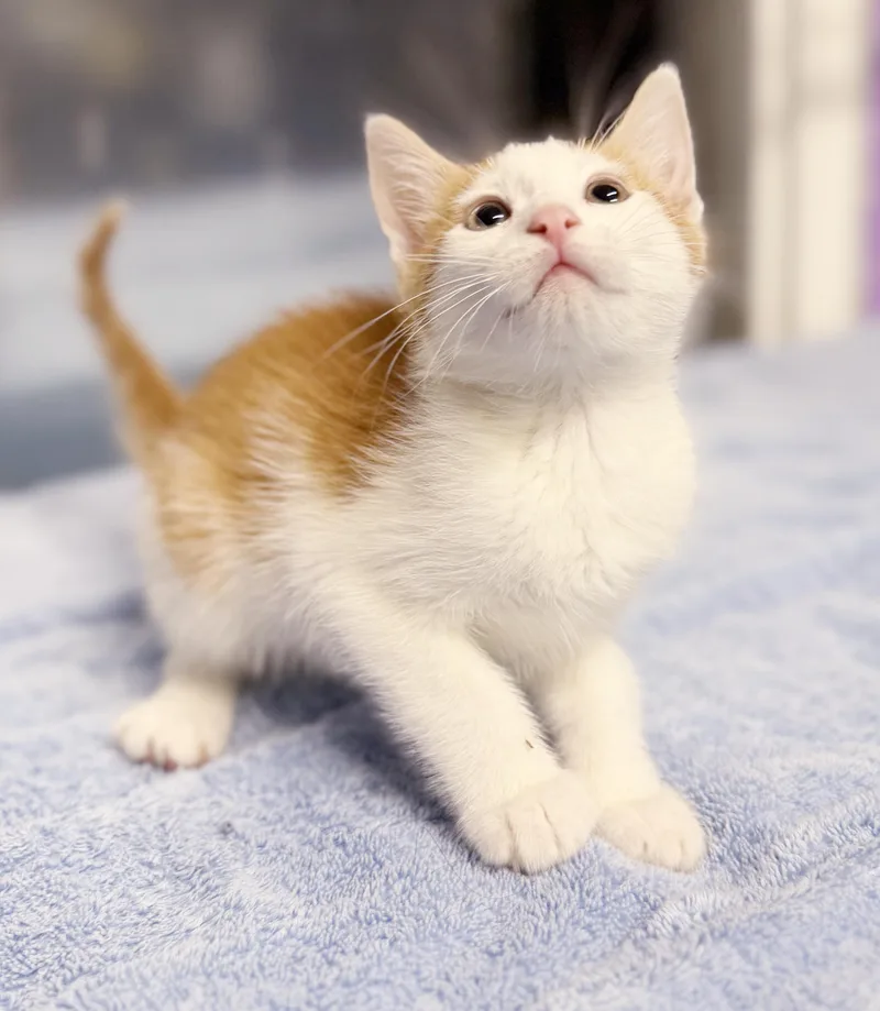 Cacao cannot be any thumbnail 3