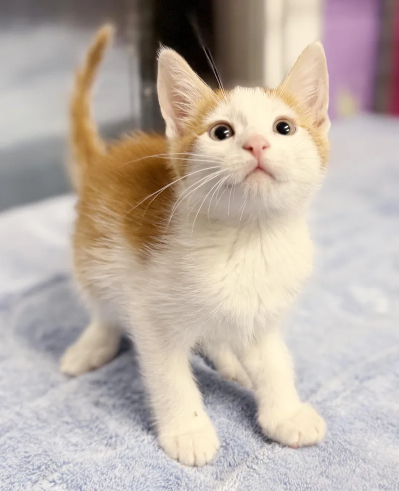 Cacao cannot be any thumbnail 6