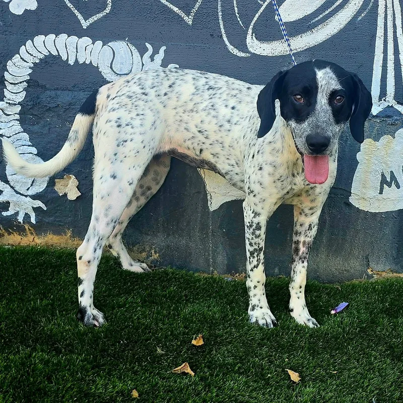 An adult medium-sized female White / Cream English Pointer dog named Spot for adoption in Newport, TN