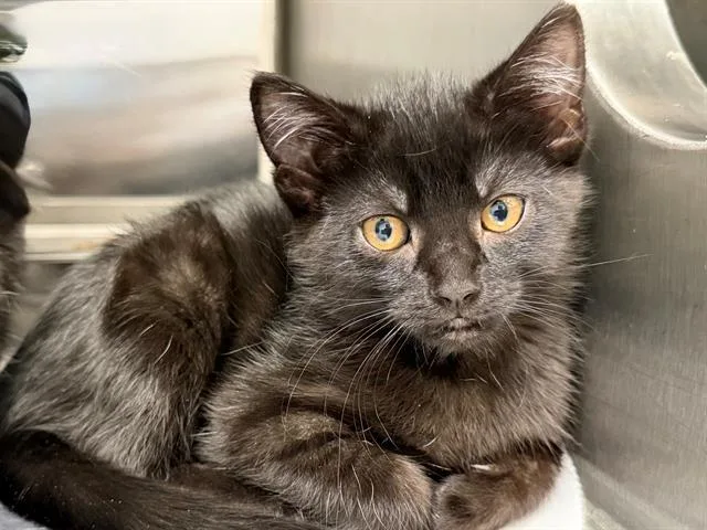 A baby small-sized female Domestic Short Hair cat named Rosita for adoption in Santa Rosa, CA