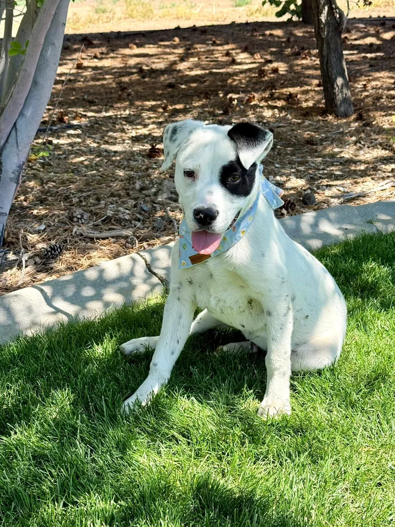 A baby medium-sized male White / Cream Pit Bull Terrier dog named Pete for adoption in Gardnerville, NV