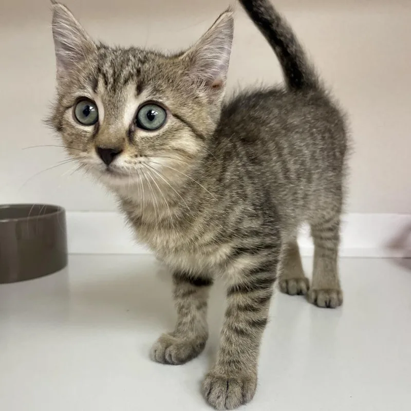 A baby small-sized female Brown / Chocolate Domestic Short Hair cat named Crystal for adoption in Champaign, IL