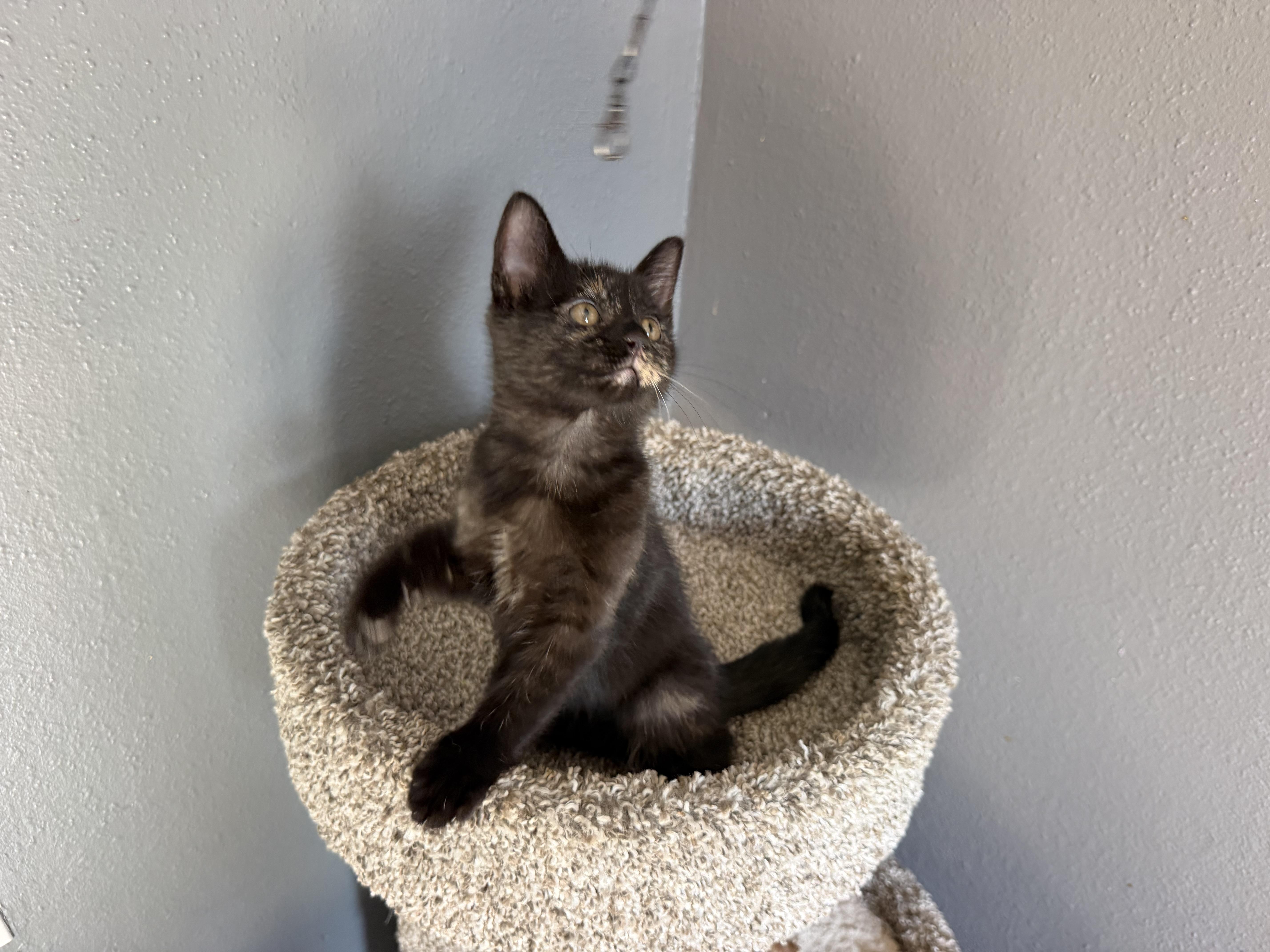 A baby medium-sized female Tortoiseshell Domestic Medium Hair cat named Meowcula for adoption in Metairie, LA
