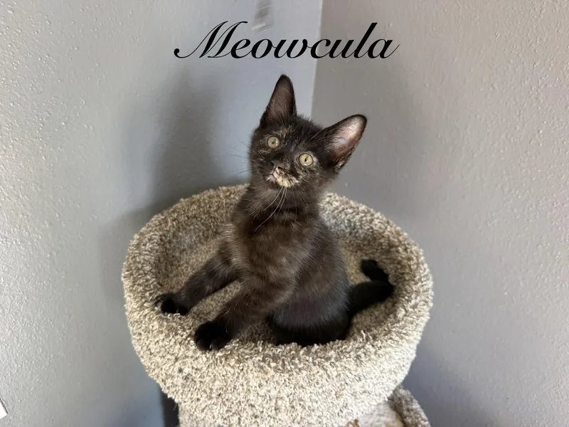 Meowcula thumbnail 2