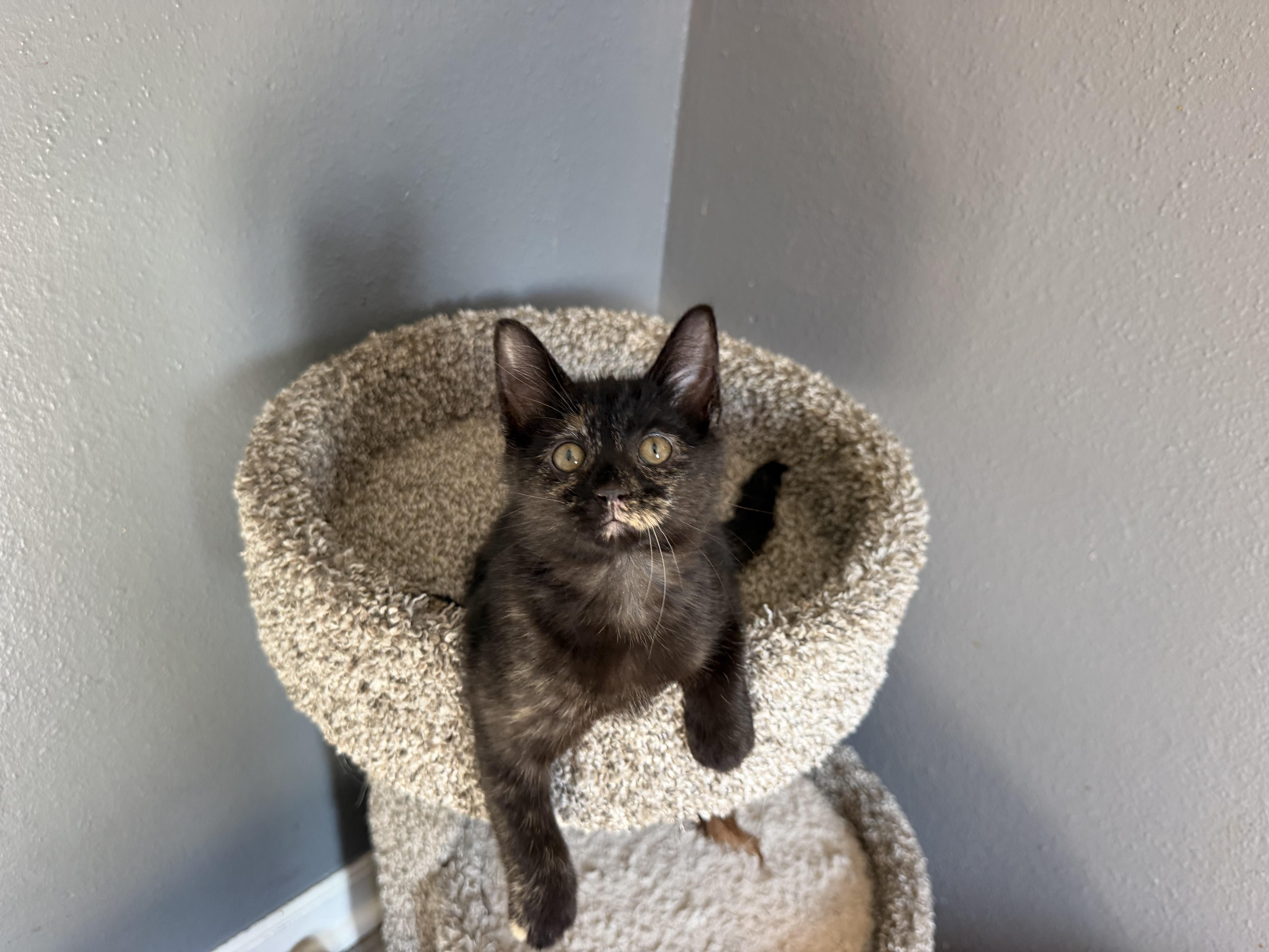 Meowcula thumbnail 3
