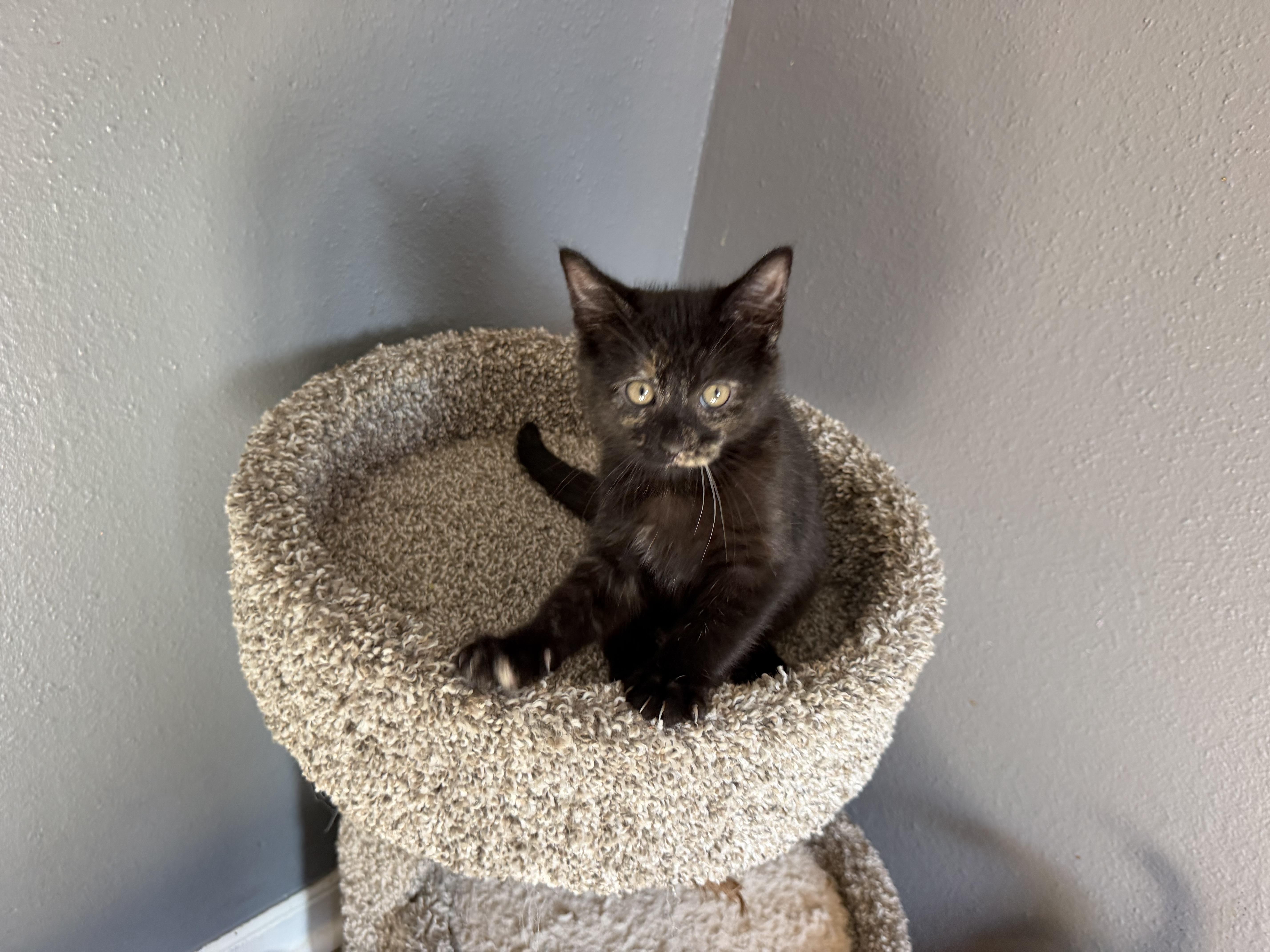 Meowcula thumbnail 5