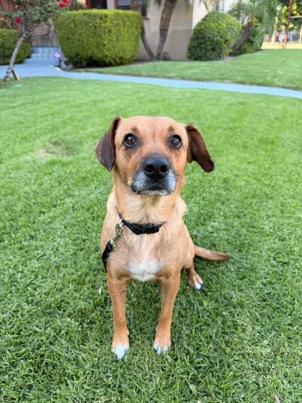 An adult medium-sized female Brown / Chocolate Beagle dog named Sweetie for adoption in Manhattan Beach, CA