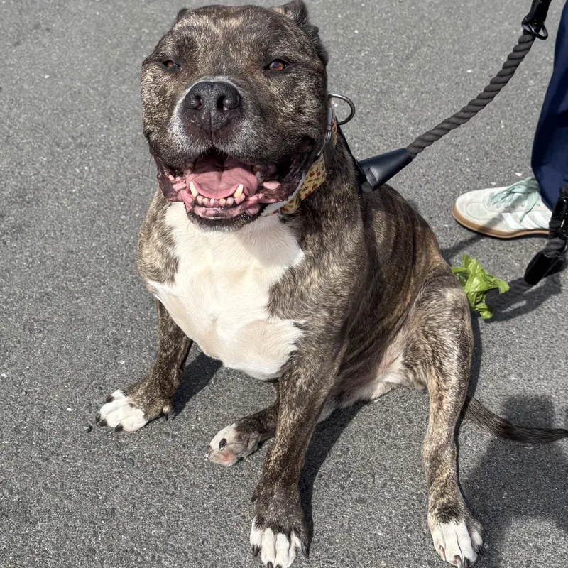 An adult large-sized male Brindle Mixed Breed dog named Gus for adoption in Whittier, CA