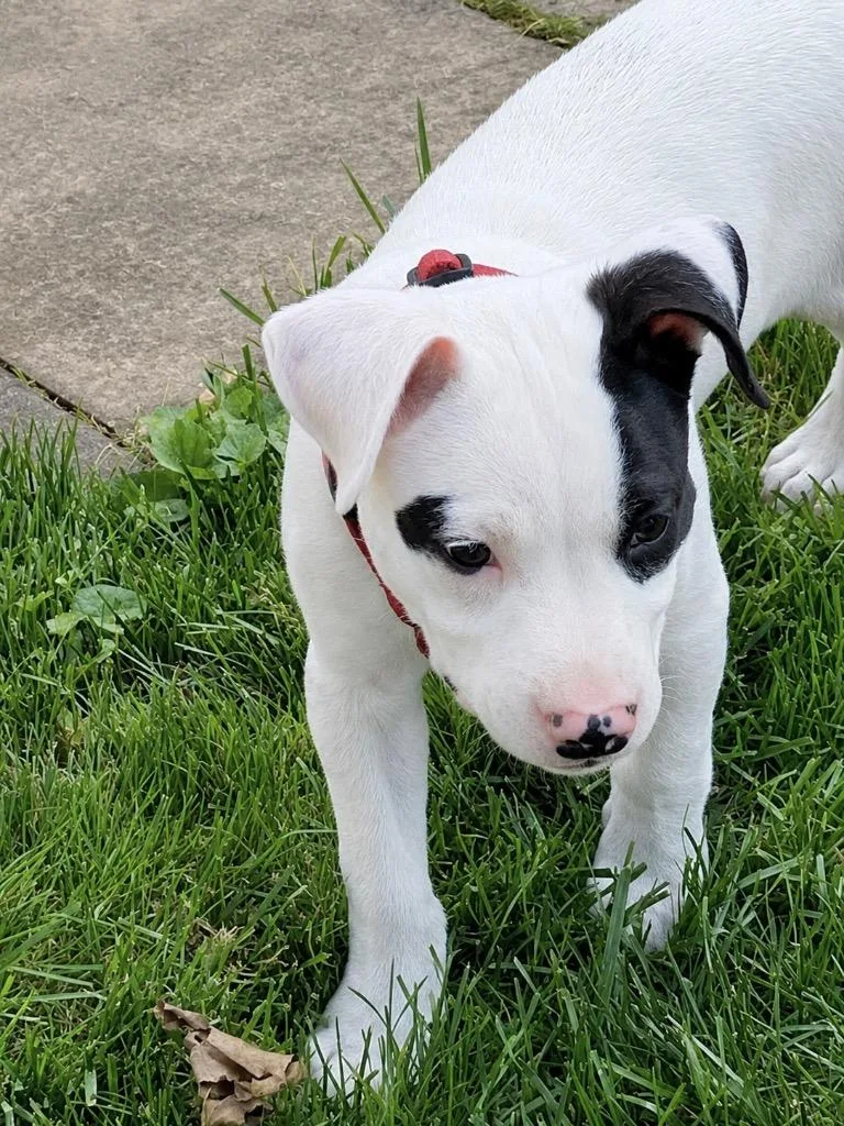 A baby large-sized male Pit Bull Terrier dog named Fleming  Local In for adoption in Princeton, MA