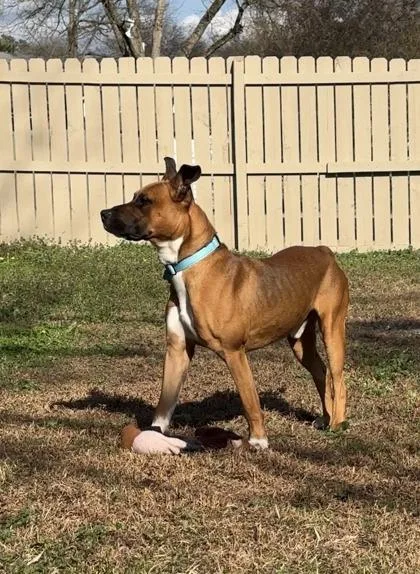 A young large-sized male Mixed Breed dog named Boomshakalaka for adoption in Chamblee, GA