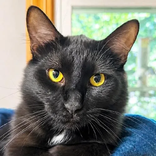 An adult large-sized male Black Domestic Short Hair cat named Jimmy for adoption in Crystal Lake, IL