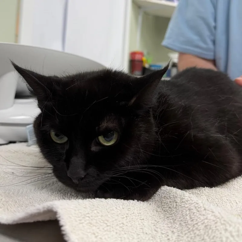 An adult medium-sized female Black Domestic Short Hair cat named Oakley for adoption in East Smithfield , PA
