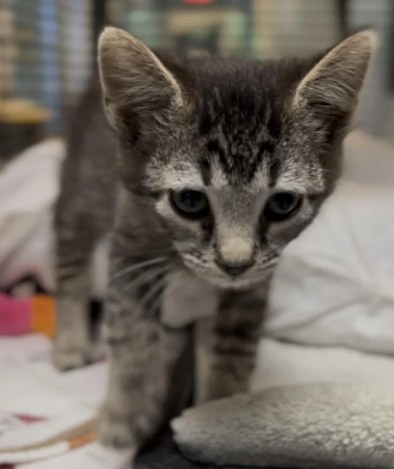 A baby medium-sized female Tabby (Gray / Blue / Silver) Domestic Short Hair cat named Milkyway for adoption in Charleston, SC