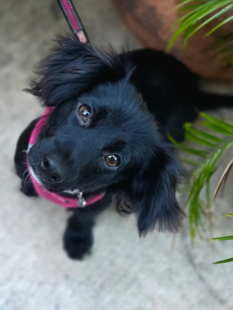 A baby small-sized female Chihuahua dog named Loiuse for adoption in Penryn, CA