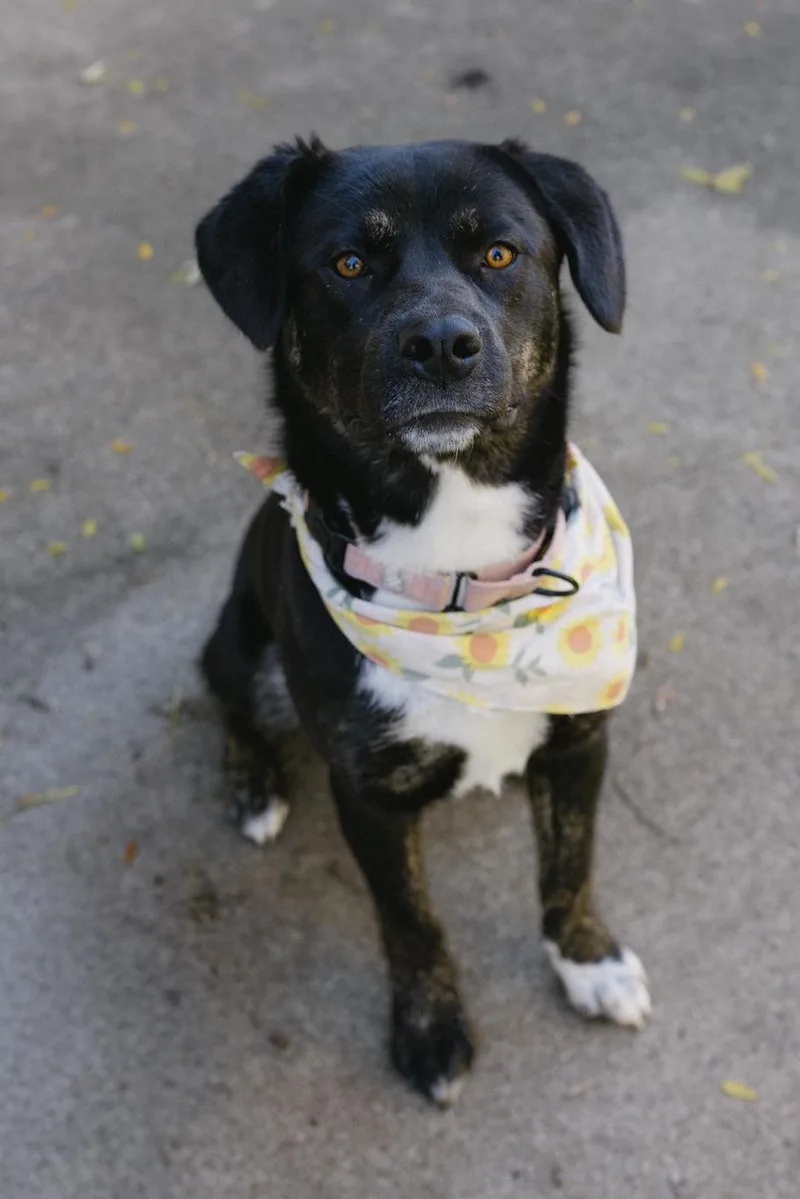 Rosie