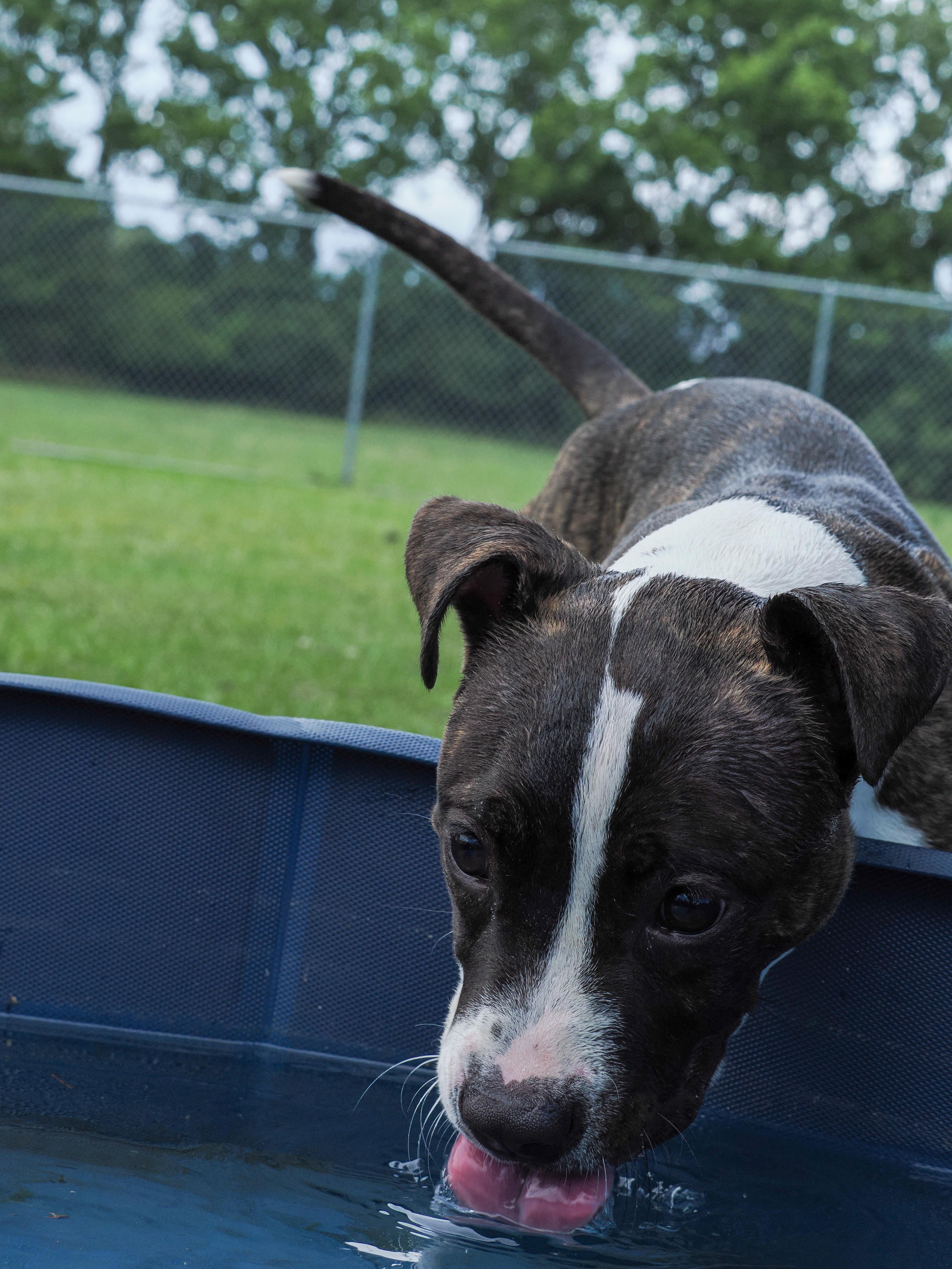 A young medium-sized female Brindle Mixed Breed dog named Meadow for adoption in Myrtle Beach, SC