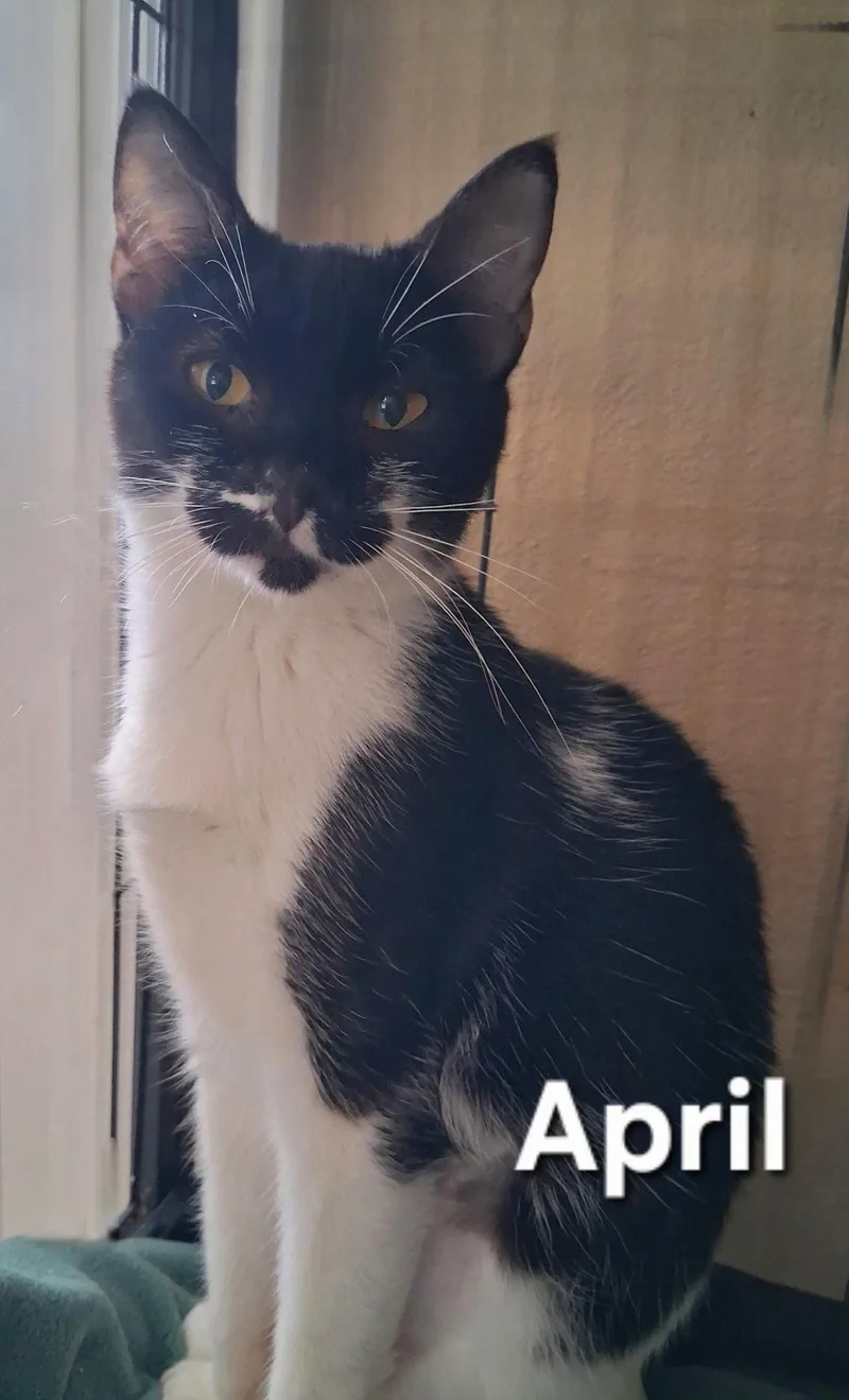 A young medium-sized female Black & White / Tuxedo Domestic Short Hair cat named April for adoption in Longwood, FL