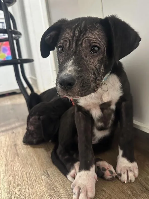 A young large-sized male Black Boxer dog named Woody for adoption in Manhattan Beach, CA
