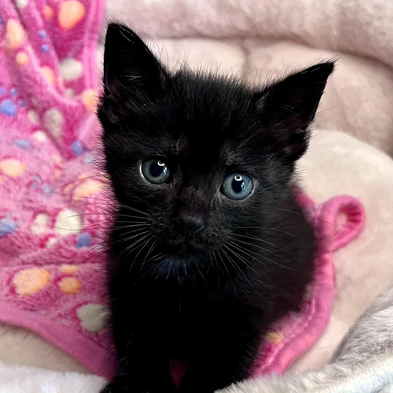 A baby medium-sized female Black Domestic Short Hair cat named Rosario Pawson for adoption in Charlotte, NC
