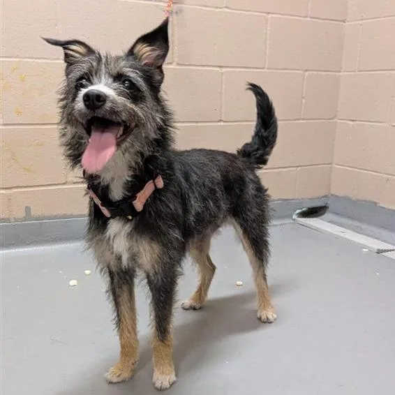 A young small-sized female Black Terrier dog named Wren for adoption in Tacoma, WA
