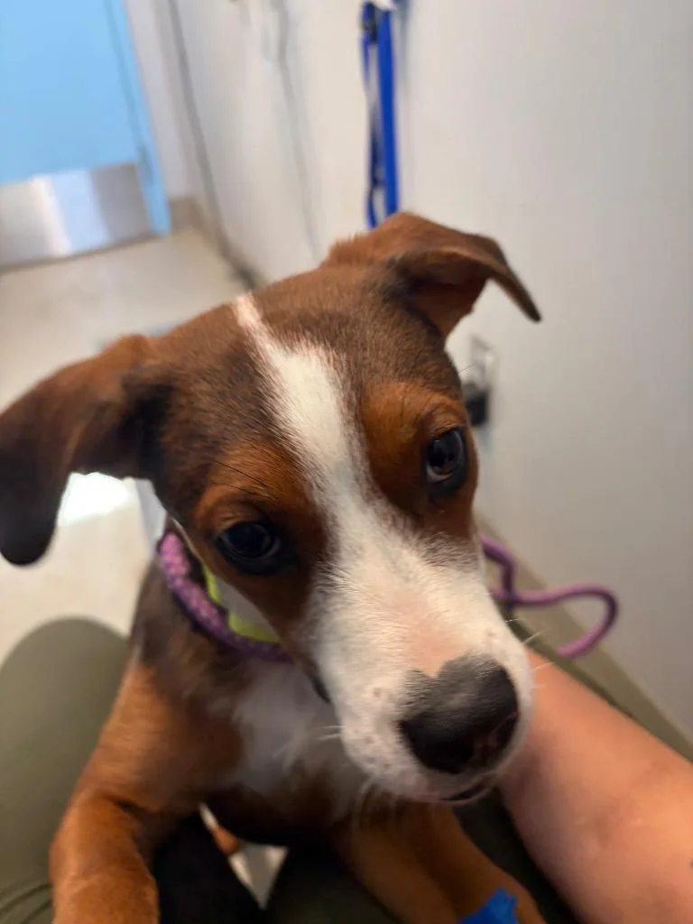 A baby medium-sized male Hound dog named Shiloh for adoption in Bloomington, IN