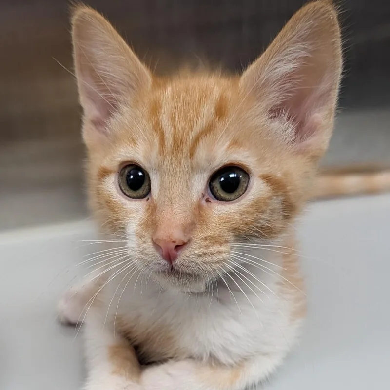 A baby small-sized male Orange / Red Domestic Short Hair cat named Tangerine for adoption in Long Beach, CA