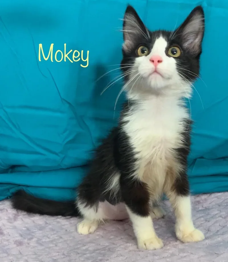 Mokey