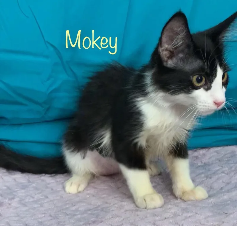 Mokey thumbnail 2