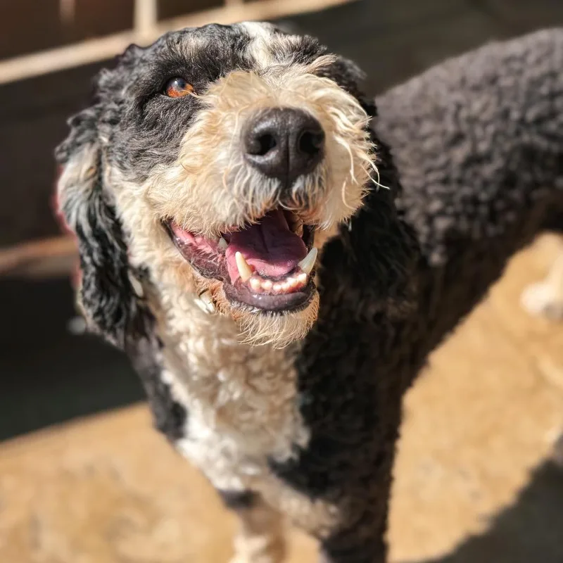 An adult medium-sized male Black Bernese Mountain Dog dog named Lightning for adoption in Salem, OR