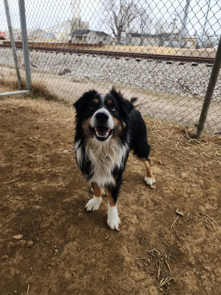 A young medium-sized male Tricolor (Brown, Black, & White) Australian Shepherd dog named Carter for adoption in Evansville, IN