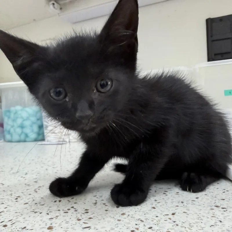 A baby small-sized female Black Domestic Short Hair cat named Morgana for adoption in Auburn, AL